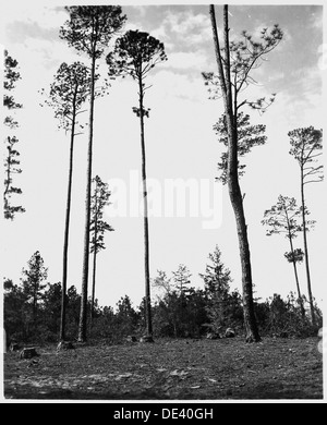 Newberry County, South Carolina. Erosionsschutz. (Keine detaillierte Beschreibung gegeben.) 522723 Stockfoto