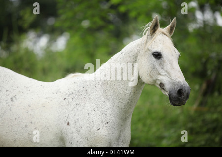 Englisches Vollblut Pferd Rennen auf Weideflächen Stockfoto