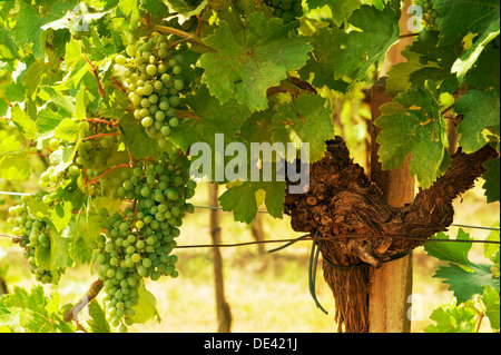 Wiener grüne Trauben Wein-Hof, Wien, Österreich Stockfoto