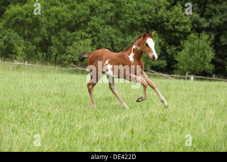 Schön Paint Horse Stutfohlen läuft auf Weideflächen Stockfoto