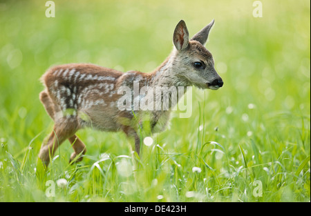 Europäische Rehe (Capreolus Capreolus), fawn Wandern in Rasen Stockfoto