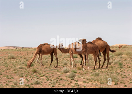 Dromedar Kamele Weiden auf Rasen in der Wüste von West-Sahara nach den letzten seltenen Regenfällen, Mauretanien Stockfoto