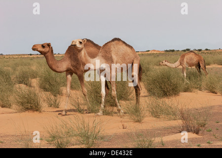 Dromedar Kamele Weiden auf Rasen in der Wüste von West-Sahara nach den letzten seltenen Regenfällen, Mauretanien Stockfoto