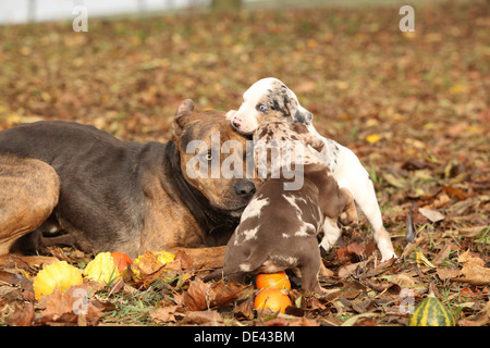 Louisiana Catahoula Hund mit Welpen spielen Stockfoto