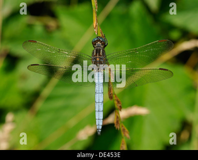 Gekielte Abstreicheisen Libelle - Orthetrum Coerulescens männlich Stockfoto