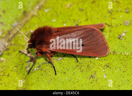 Ruby Tiger Moth - Phragmatobia Fuliginosa auf Blatt Stockfoto