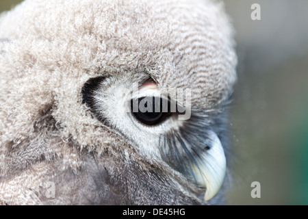 Tierwelt: Verreaux Uhu, auch bekannt als Riese oder milchig Eule, Native des afrikanischen Kontinents. (Bubo Lacteus). Stockfoto