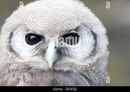 Tierwelt: Verreaux Uhu, auch bekannt als Riese oder milchig Eule, Native des afrikanischen Kontinents. (Bubo Lacteus). Stockfoto