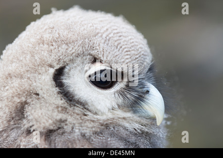 Tierwelt: Verreaux Uhu, auch bekannt als Riese oder milchig Eule, Native des afrikanischen Kontinents. (Bubo Lacteus). Stockfoto