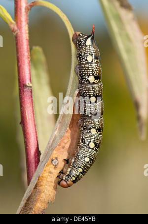 Labkraut Hawk-Moth, Gallium Sphinx stark Gallii, Raupe Stockfoto