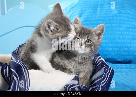 Hauskatze. Zwei Kätzchen auf blauen und weißen Kissen und decken, knutschen Stockfoto