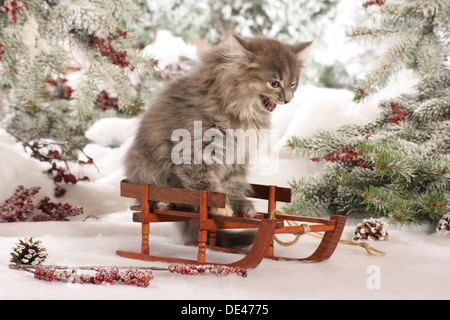 Sibirische Waldkatze, Sibirische Katze Kätzchen Sittinga Schlitten während Zischen Stockfoto