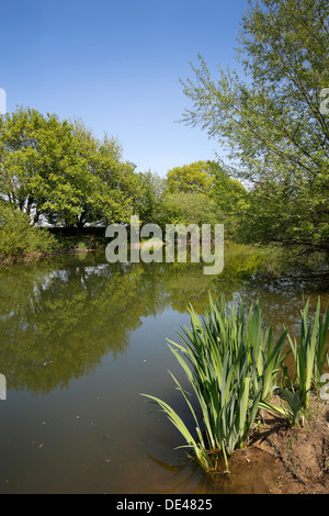 Hamm, Deutschland, Landschaft entlang der Lippeauenpfads Stockfoto