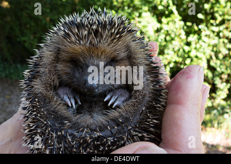 Westliche Europäische Igel (Erinaceus Europeaeus) in einem Womans Hände, Bayern Stockfoto