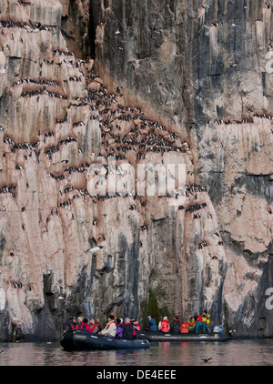 Brunnich von Guillemot (Uria Lomvia) auf Alkefjellet Vogel Klippen, Spitzbergen, Island, Spitzbergen, Norwegen Stockfoto