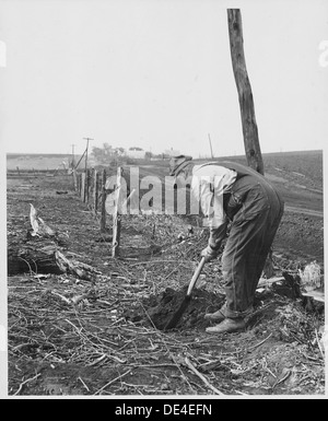 Shelby County, Iowa. Setzen in einen neuen Zaun entlang einer Straße, die nur verbreitert. Straßen in der co... 522477 Stockfoto