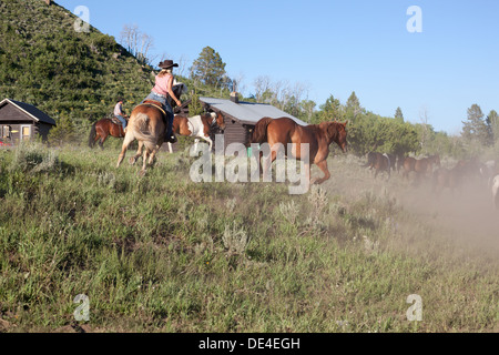 männliche und weibliche Ranches Aufrunden auf einer Ranch Montana USA Herde von Pferden Stockfoto