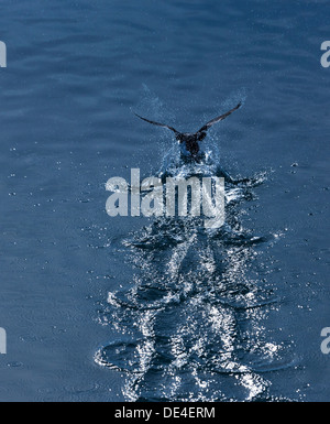 Brunnich von Guillemot, (Uria Lomvia) Insel Spitzbergen, Svalbard, Norwegen Stockfoto