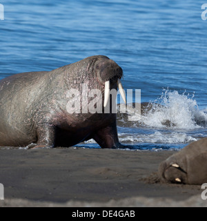 Walross (Odobenus Rosmarus) Bull am Strand von Torellneset auf Nordaustlandet. Svalbard-Norwegen Stockfoto