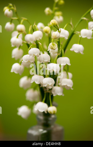 Berlin, Deutschland, Maigloeckchen Stockfoto