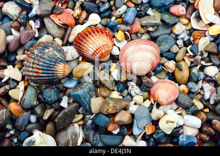 Muscheln und Steinen Stockfoto