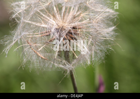 Saatgut-Kopf. Gelbe Ziegen Bart Blume gegangen, um Samen. Gefunden Sie auf eine alte Landstraße im Osten von Ontario Stockfoto