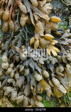 Blase Wrack Algen: Fucus Vesiculosus. Devon, England Stockfoto