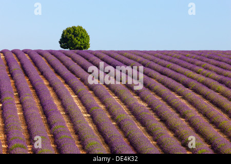 Baum auf einem Hügel im Lavendelfeld. Provence, Frankreich. Stockfoto