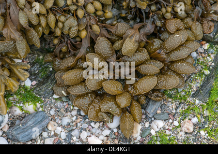 Blase Wrack Algen: Fucus Vesiculosus. Devon, England Stockfoto