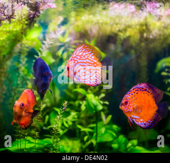 Symphysodon Discus in einem Aquarium auf grünem Hintergrund Stockfoto