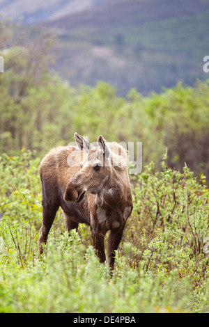 Elch - Alces Alces Gigas - in Denali Nationalpark und Reservat, Alaska, Vereinigte Staaten von Amerika Stockfoto