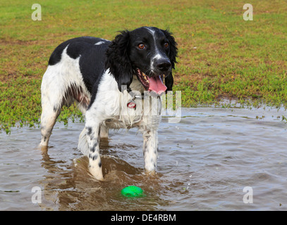 Eine Klatschnasse nach English Springer Spaniel hund stand in einer Pfütze von Wasser, Ball zu spielen. England, Großbritannien, Großbritannien Stockfoto