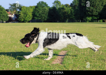 Eine reinrassige Black und White English Springer Spaniel Hund läuft schnell jagt einen Ball außerhalb allein in einem Park. England, UK, Großbritannien Stockfoto