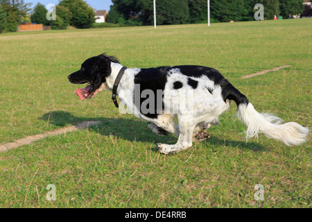 Ein erwachsener Schwarze und Weiße arbeiten English Springer Spaniel hund draußen schnell in einen Park. England, Großbritannien, Großbritannien Stockfoto