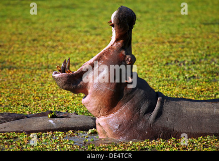 Nilpferd im South Luangwa, Sambia Stockfoto