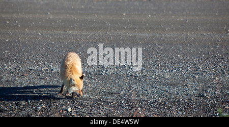 Rotfuchs - Vulpes Vulpes-, Denali Nationalpark und Reservat, Alaska, Vereinigte Staaten von Amerika
