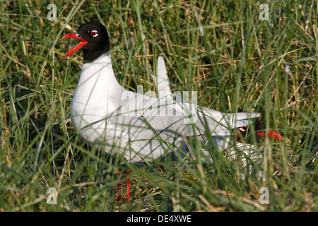 Schwarzkopfmöwe (Ichthyaetus Melanocephalus) auf dem Nest, die ostfriesischen Inseln, Ostfriesland, Niedersachsen, Deutschland Stockfoto