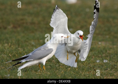 Gemeinsamen Möwe oder Mew Gull (Larus Canus) Möwen in einem Rasen Krieg in dem Lebensraum, Ostfriesischen Inseln, Ostfriesland Stockfoto