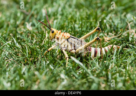 Phymateus Heuschrecke (Phymateus Morbillosus) in den Rasen, Namibia Stockfoto