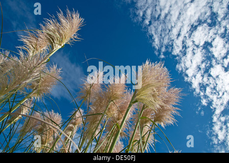 Pampasgras (Cortaderia Selloana) vor einem blauen Himmel mit Wolken, Auckland, Neuseeland Stockfoto