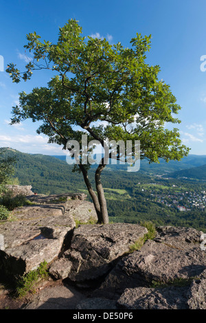 Baum auf Battert Berg über Baden-Baden, Baden-Württemberg Stockfoto