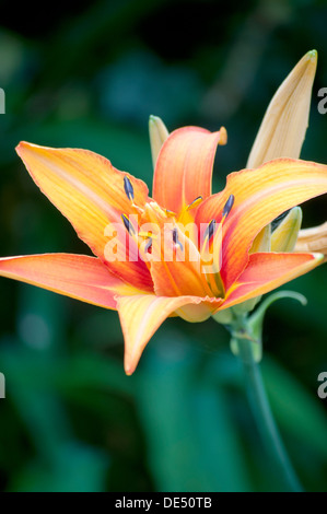 HEMEROCALLIS FULVA Stockfoto