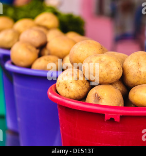 Geerntete Kartoffeln in bunten Eimern. Stockfoto