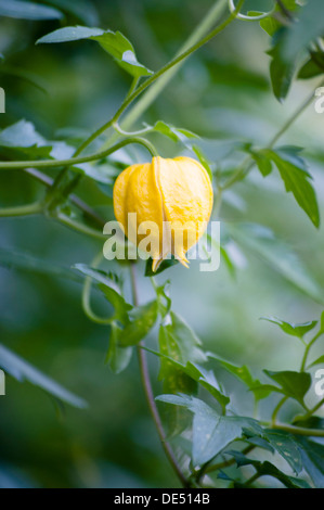 CLEMATIS BILL MACKENZIE Stockfoto