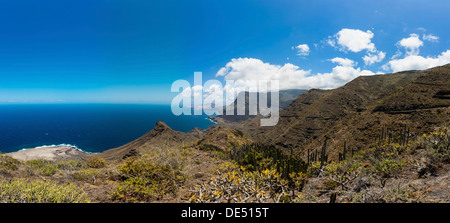 Kanaren-Wolfsmilch oder Hercules Club (Euphorbia Canariensis), in der Nähe von Klippen Casas de Tirma, El Tablado Region Gran Canaria Stockfoto