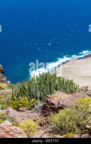 Kanaren-Wolfsmilch oder Hercules Club (Euphorbia Canariensis), Klippen in der Nähe von Casas de Tirma de San Nicolás, Artenara Region Stockfoto