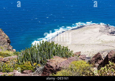 Kanaren-Wolfsmilch oder Hercules Club (Euphorbia Canariensis), Klippen in der Nähe von Casas de Tirma de San Nicolás, Artenara Region Stockfoto