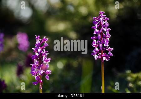 Frühe lila Orchidee bei Sonnenschein auf einem dunklen Hintergrund. Von der Insel Öland in Schweden. Stockfoto