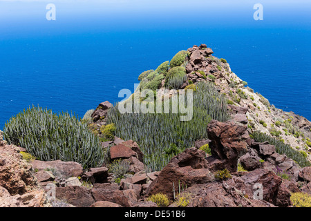 Kanaren-Wolfsmilch (Euphorbia Canariensis), Klippen in der Nähe von Casas de Tirma de San Nicolás, Artenara Region, Gran Canaria Stockfoto