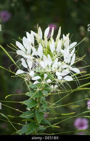Weiß rosa Blume Cleome Hassleriana, Spinne Blume, Spinne Pflanzen